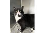 Adopt Cheeto a All Black Domestic Shorthair / Mixed Breed (Medium) / Mixed