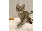 Adopt Mylah a Brown Tabby Domestic Shorthair / Mixed Breed (Medium) / Mixed