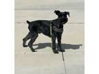 Adopt Benji a Gray/Silver/Salt & Pepper - with Black Schnauzer (Miniature) /