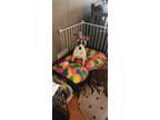 Adopt Nova a White - with Brown or Chocolate Labrador Retriever / Akita / Mixed