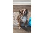 Adopt Peanut a Merle Australian Shepherd / Pomeranian / Mixed dog in Raleigh