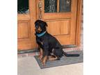 Adopt TYSON a Black - with Brown, Red, Golden, Orange or Chestnut Rottweiler /