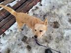 Adopt Spice a Red/Golden/Orange/Chestnut Australian Cattle Dog / Mixed dog in