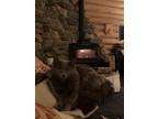 Adopt Phoenix a Gray or Blue Norwegian Forest Cat / Mixed (long coat) cat in