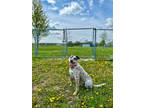Adopt Suki a Brindle Australian Cattle Dog / Mixed Breed (Medium) / Mixed (short