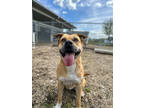 Adopt Nova a Tan/Yellow/Fawn Labrador Retriever / Chow Chow / Mixed (short coat)