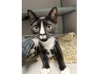 Adopt Crimmy a All Black Domestic Shorthair / Mixed Breed (Medium) / Mixed