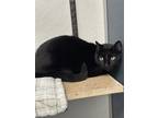 Adopt Tiny a All Black Domestic Shorthair / Mixed Breed (Medium) / Mixed (short