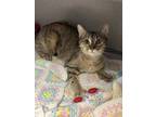 Adopt Polly a Gray or Blue Domestic Shorthair / Mixed Breed (Medium) / Mixed