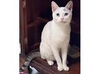 Adopt Mrs. Bigglesworth a White (Mostly) British Shorthair / Mixed (short coat)