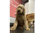 Adopt Journey a Red/Golden/Orange/Chestnut Golden Retriever / Poodle (Standard)