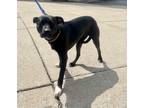 Adopt Mittens a Black Labrador Retriever / Mixed dog in Plain City