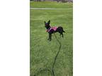 Adopt Luna a Black - with White Mutt / Mutt / Mixed dog in Riverside