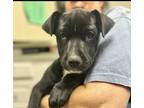 Adopt Pluto a Black Black Mouth Cur / Mixed dog in South Amboy, NJ (41388783)