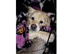 Adopt Loki a White Cocker Spaniel / Golden Retriever / Mixed dog in Woodbridge