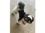 Adopt Rory a Black - with White Shih Tzu / Mixed dog in San Antonio