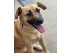 Adopt Deisy a Tan/Yellow/Fawn - with White Black Mouth Cur / American Pit Bull