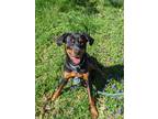 Adopt CASSIE a Black - with Brown, Red, Golden, Orange or Chestnut Rottweiler /