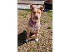 Adopt Honey a Tan/Yellow/Fawn Australian Shepherd dog in Jacksonville