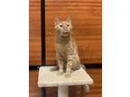 Adopt Goose a Orange or Red Tabby Domestic Shorthair (short coat) cat in Tucson
