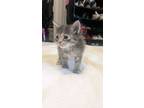 Adopt Oreo a Black (Mostly) American Shorthair / Mixed (medium coat) cat in