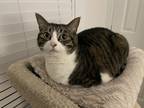 Adopt Lola a Brown or Chocolate (Mostly) American Shorthair / Mixed (short coat)