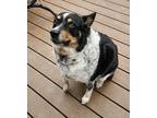 Adopt Newt a Tricolor (Tan/Brown & Black & White) Australian Shepherd / Texas