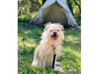 Adopt Peggy a Tan/Yellow/Fawn Terrier (Unknown Type, Small) / Mixed dog in Santa