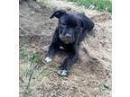Adopt Spark a Black - with White Labrador Retriever / Mixed dog in Thomaston