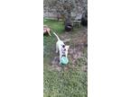 Adopt Sophie a White - with Black American Pit Bull Terrier / Mixed dog in Land