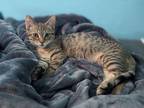 Adopt Emmanuel a Gray, Blue or Silver Tabby American Shorthair (short coat) cat