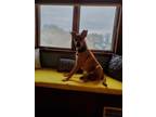 Adopt Toby a Red/Golden/Orange/Chestnut Boxer / Labrador Retriever / Mixed dog