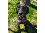Adopt Rusty a Brindle Plott Hound / Mixed dog in Sheboygan, WI (41081335)