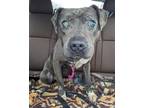 Adopt Blue a Gray/Blue/Silver/Salt & Pepper American Staffordshire Terrier /