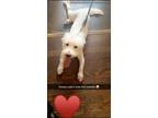 Adopt Snowy a White Maltipoo / Scottie, Scottish Terrier / Mixed dog in Warren