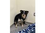 Adopt Manitee a Black Australian Cattle Dog / Mixed Breed (Medium) / Mixed