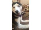 Adopt Blizzard a Black - with White Husky / Mixed dog in Millsboro
