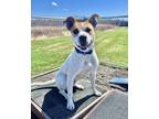 Adopt Baby a Mixed Breed (Medium) / Mixed dog in Duluth, MN (41237663)