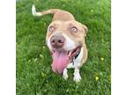 Adopt Capone a Tan/Yellow/Fawn Mixed Breed (Small) / Mixed Breed (Medium) /
