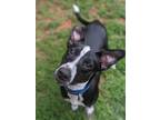 Adopt Panda a Collie / Terrier (Unknown Type, Medium) / Mixed dog in greenville