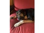 Adopt Peanut a Brown/Chocolate - with White German Shepherd Dog / Mixed dog in