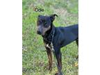 Adopt Odie a Black - with Brown, Red, Golden, Orange or Chestnut Feist / Mixed