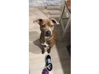 Adopt August a Brindle Labrador Retriever / American Pit Bull Terrier / Mixed
