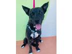 Adopt Billie a Plott Hound / Mixed dog in Ft. Lauderdale, FL (41371206)