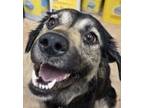 Adopt Callie a Black Blue Heeler / Shepherd (Unknown Type) / Mixed dog in
