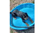 Adopt Bronco a Beagle / Mixed Breed (Medium) / Mixed dog in WAYNESVILLE
