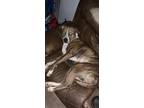 Adopt Chloe a Brown/Chocolate - with White American Pit Bull Terrier / Boxer /