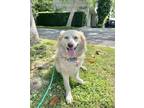 Adopt Buttermilk a White - with Tan, Yellow or Fawn Pomeranian / Corgi / Mixed