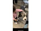 Adopt Ares a Gray/Blue/Silver/Salt & Pepper Pitsky / American Eskimo Dog / Mixed