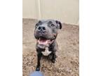 Rufus American Pit Bull Terrier Adult Male